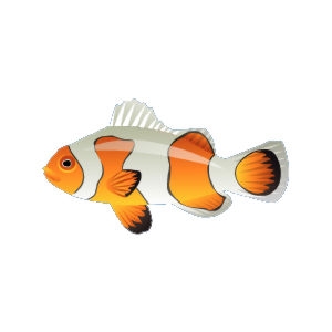 Picasso Clownfish